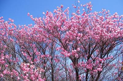 Mt. Sasayama-宿毛市必去景点