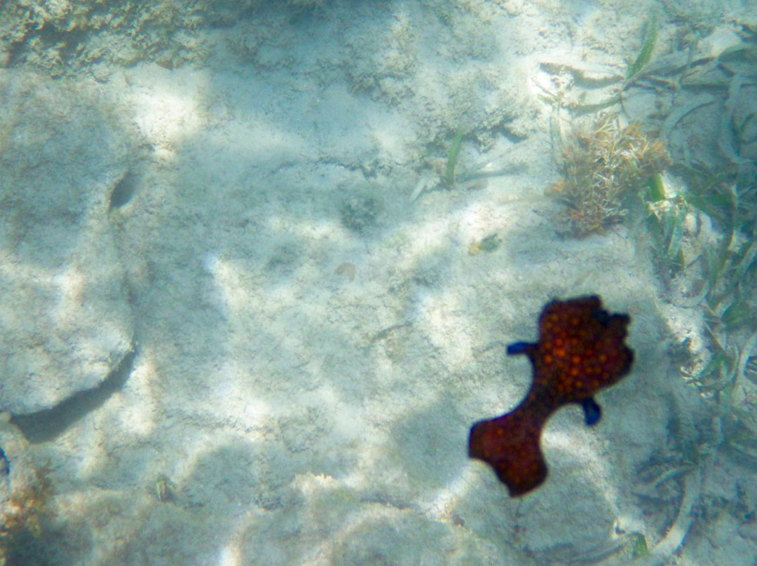 Bluebeard's Beach-East End必去景点
