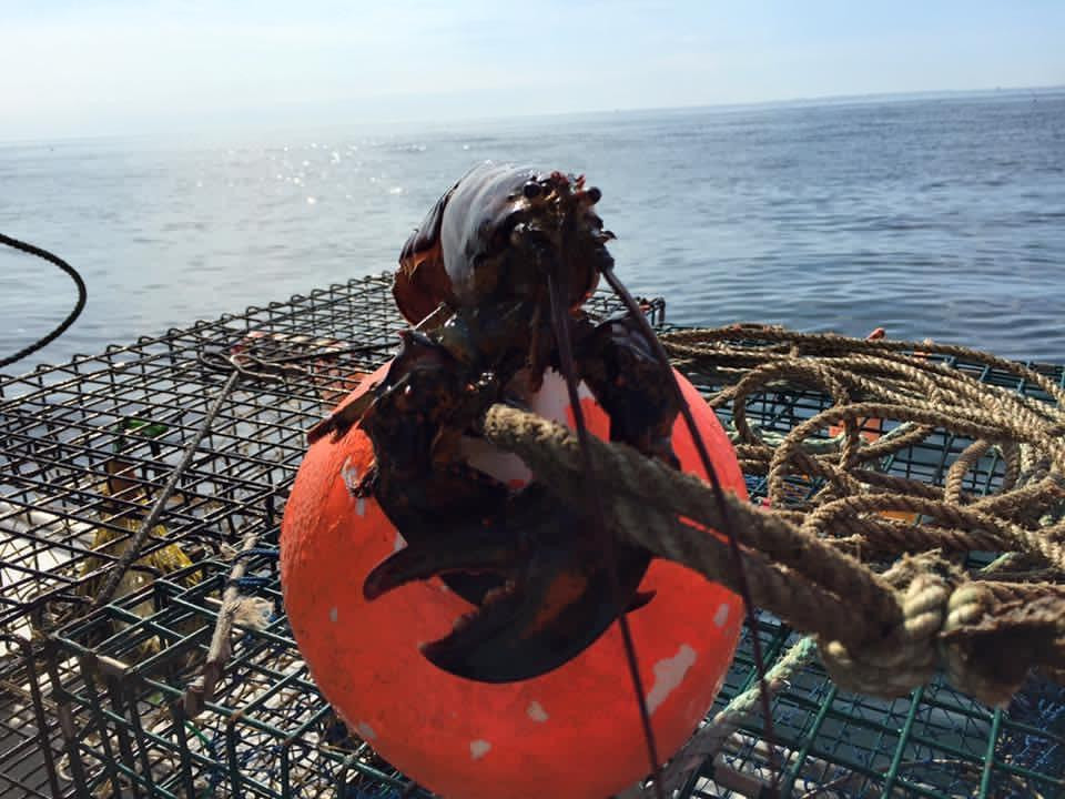 Captain Bobs Lobster Tours & Fishing Charters-汉普顿必去景点