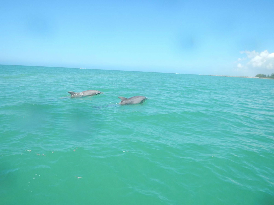 Suncoast Adventure Tours And Charters-Osprey必去景点