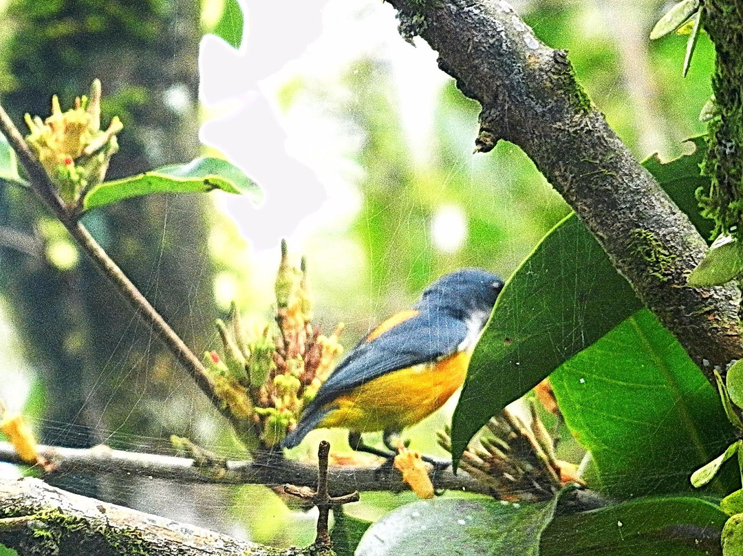 Hala-Bala Wildlife Sanctuary景点图片