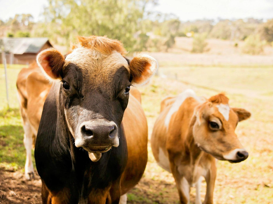 Paddock to Potager-图沃柏必去景点