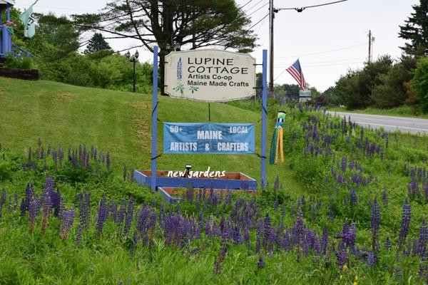 Lupine Cottage景点图片