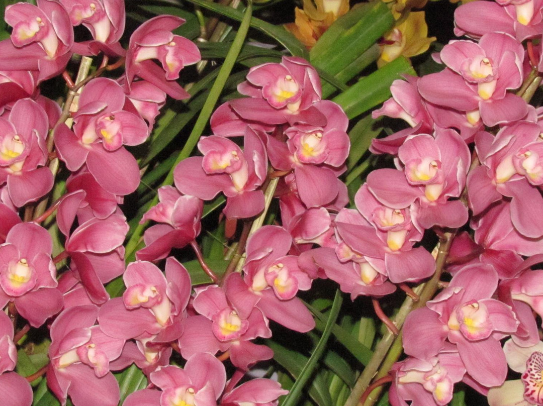 Deorali Orchid Sanctuary景点图片