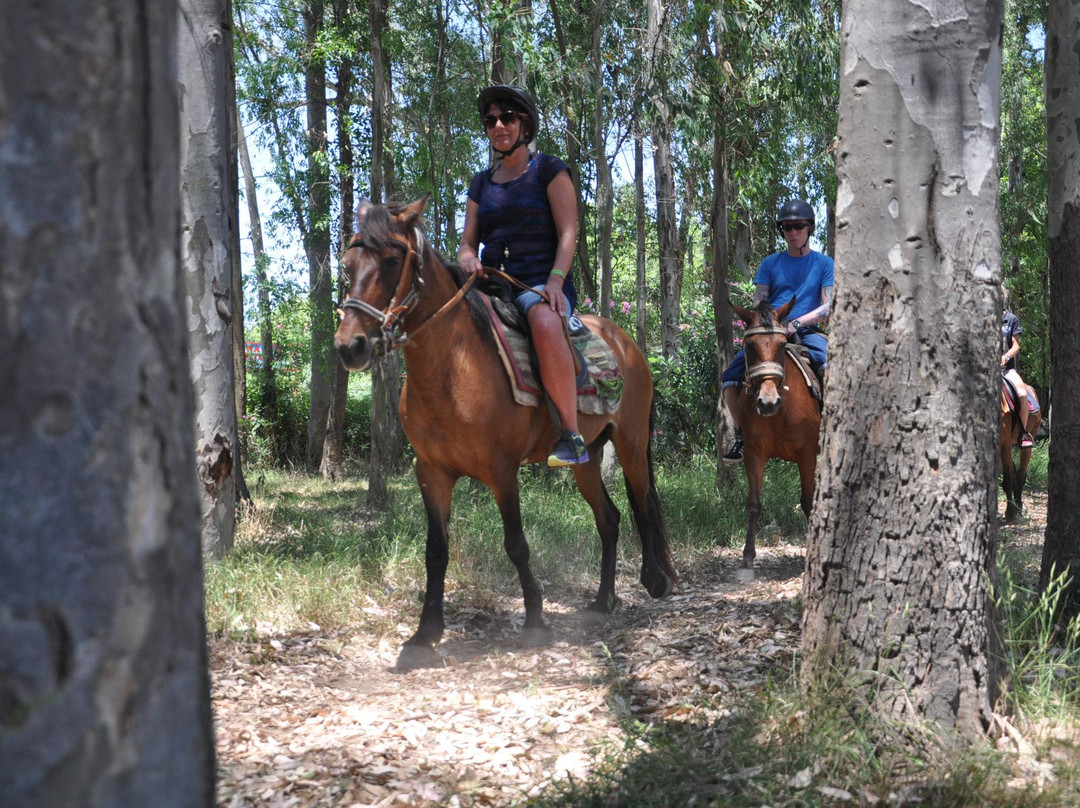Pinar Horse Safari景点图片