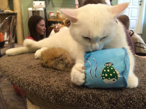 Catcafe Cats & People-莫斯科必去景点