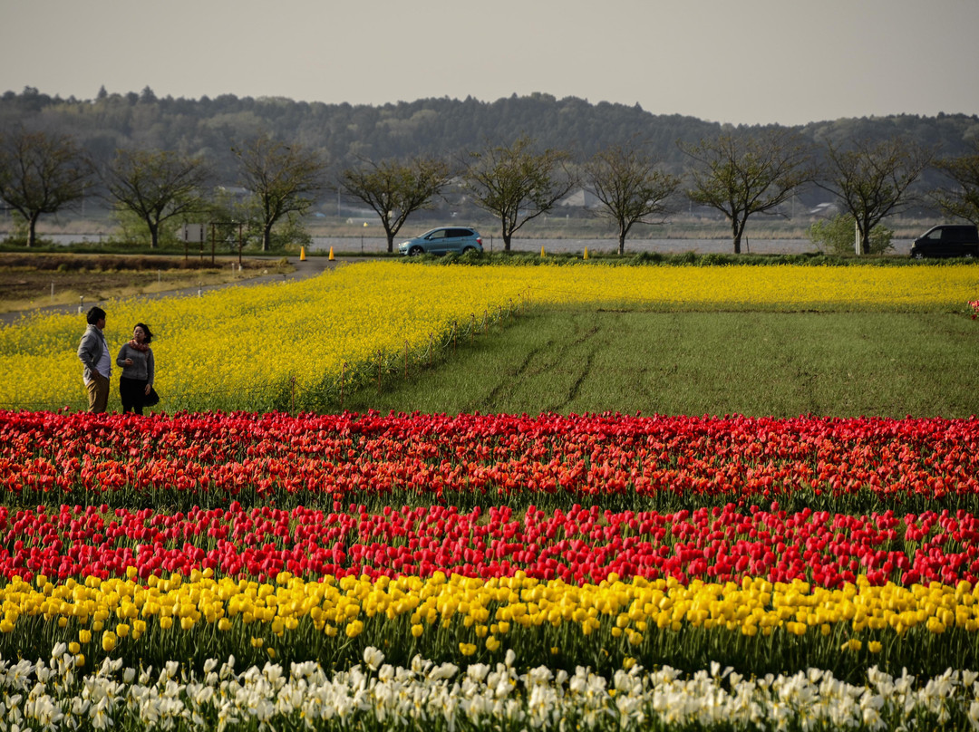 Sakura Tulip Festa-佐仓市必去景点