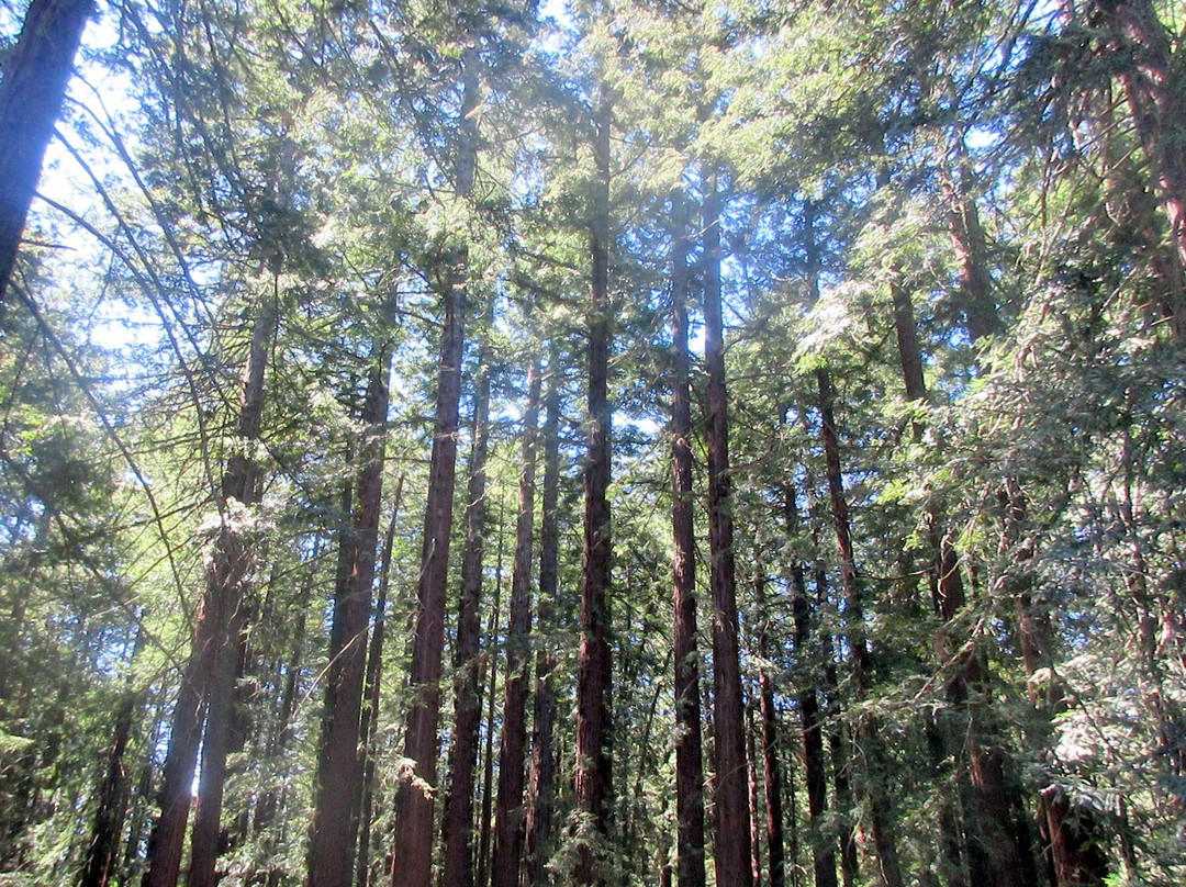 Roberts Regional Recreation Area-奥克兰必去景点