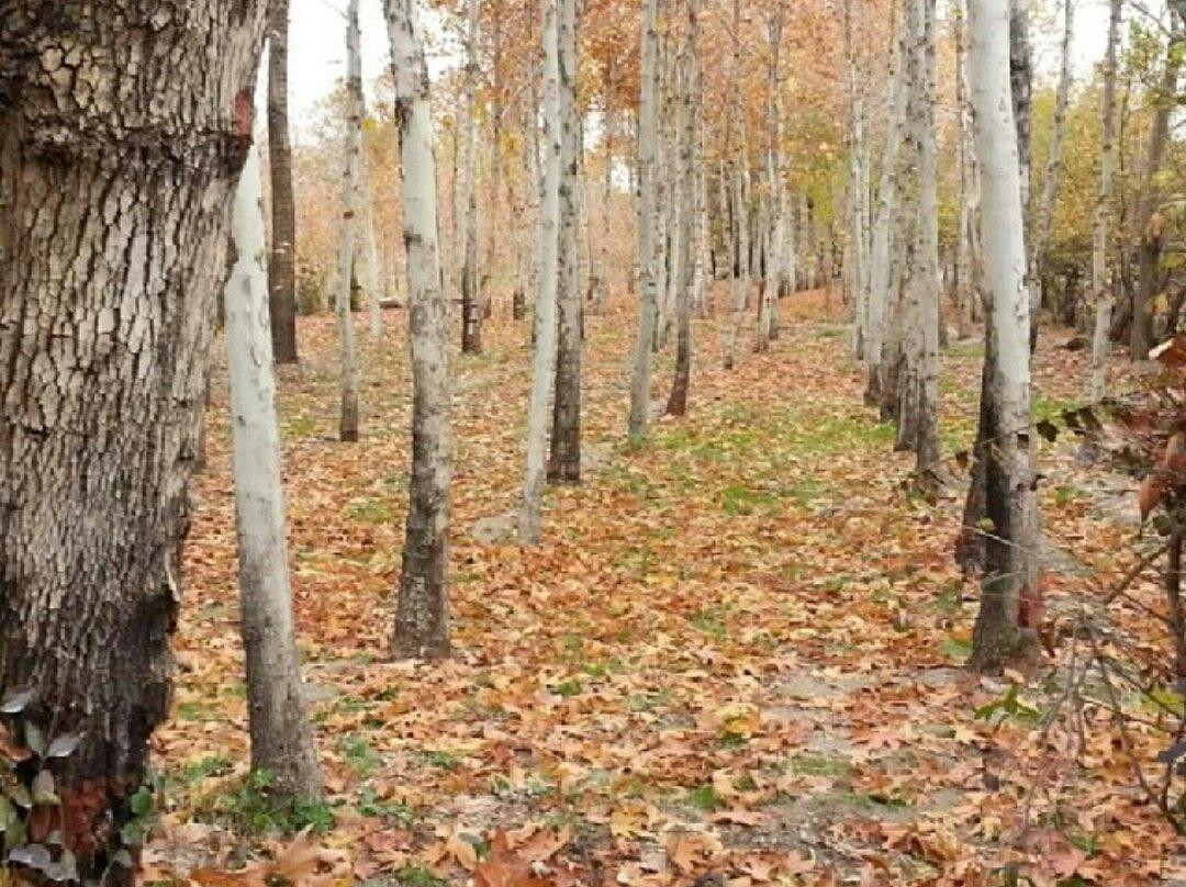 Nazhvan Forest Park景点图片