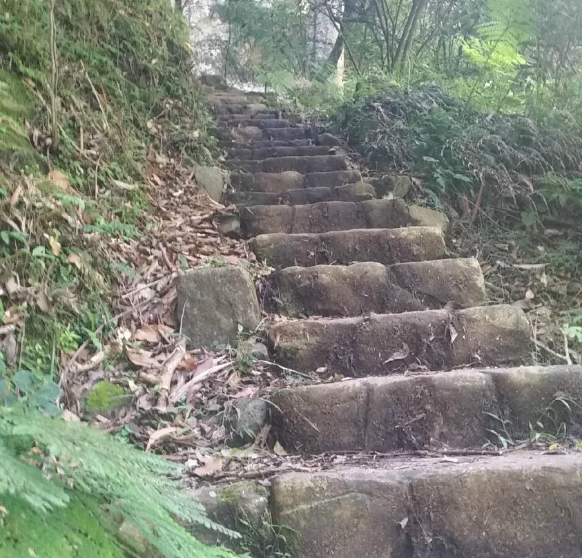Gold Coast Hinterland Great Walk景点图片