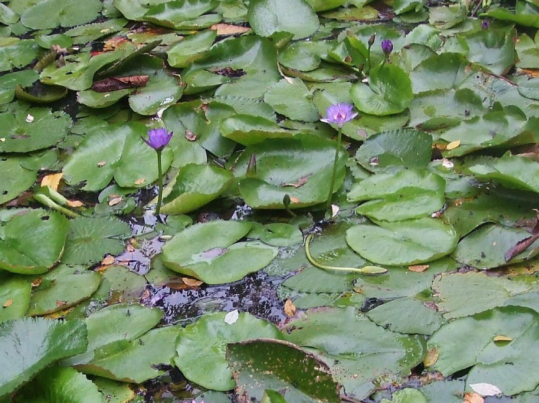 Honiara Botanical Gardens景点图片