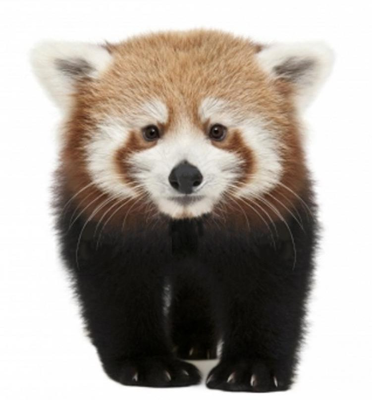 Zoo Knoxville-诺克斯维尔必去景点