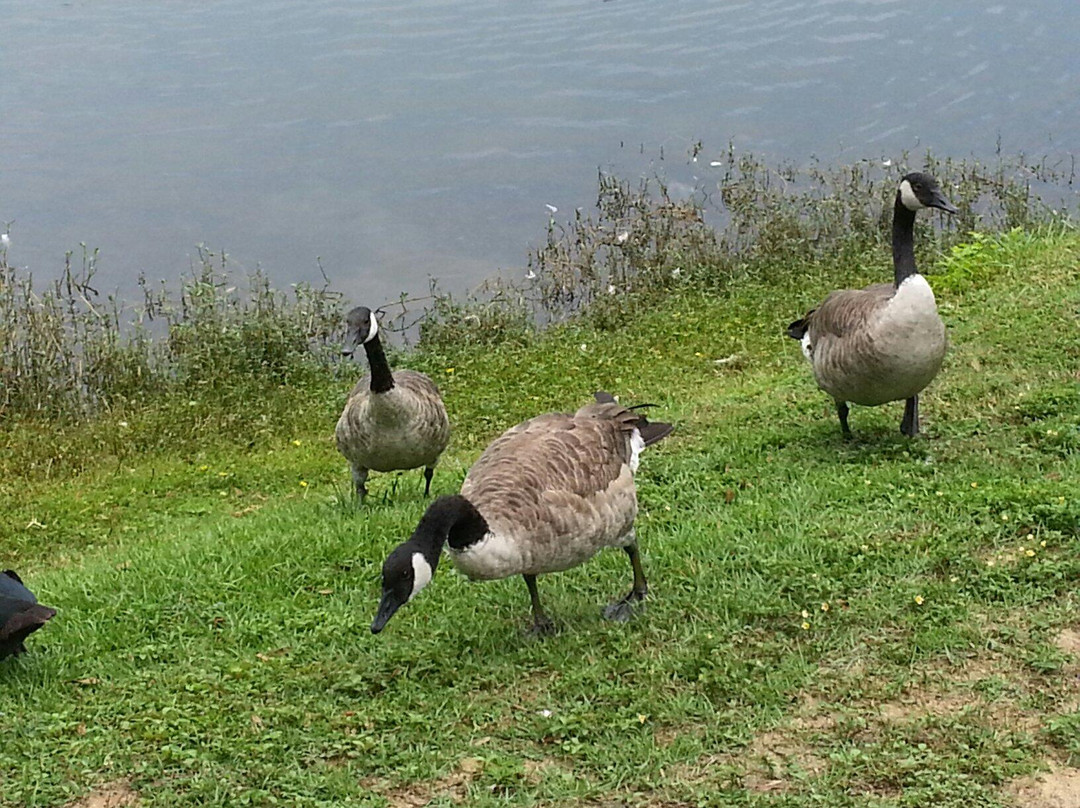 Lake Ella & Fred Drake Park-塔拉哈西必去景点