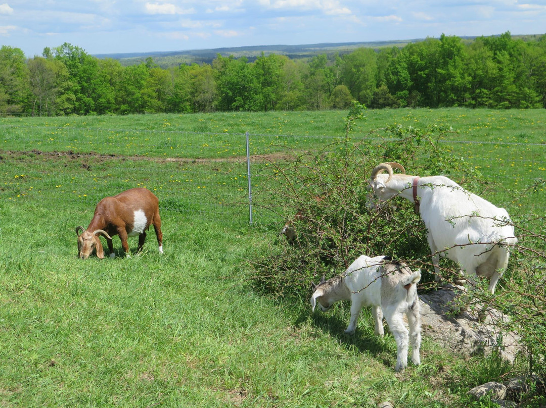 Heifer Farm景点图片
