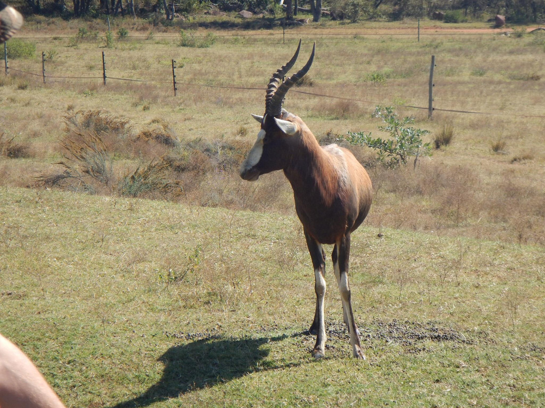 Horseback Africa-比勒陀利亚必去景点