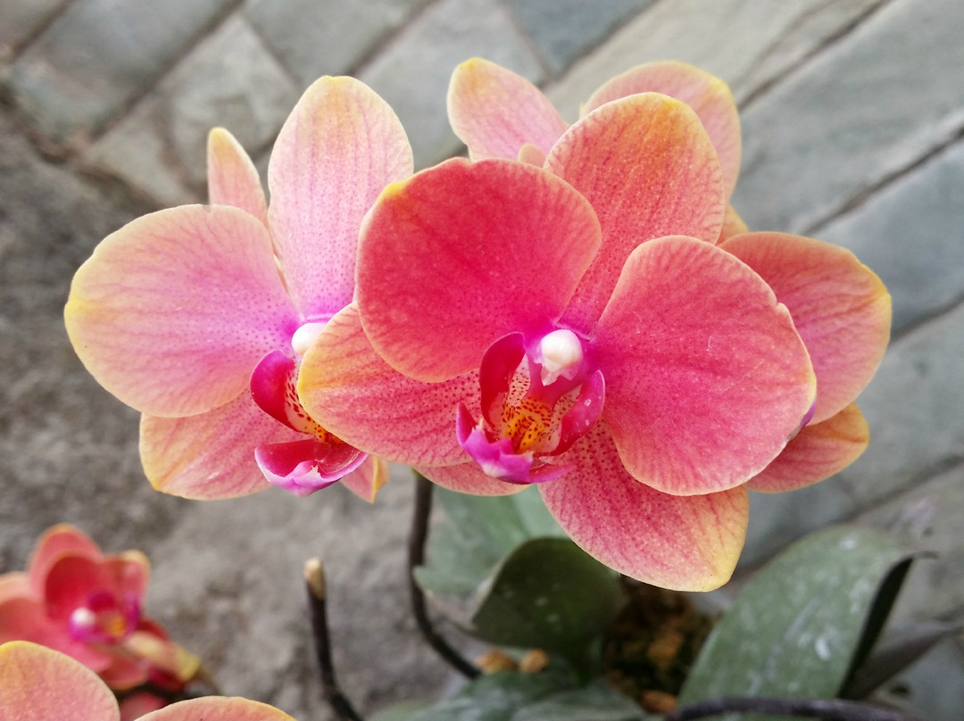 园博园-北京市必去景点