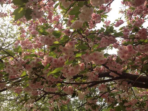 玉渊潭公园-北京市必去景点