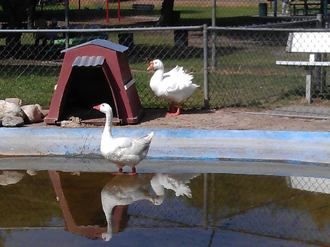 Montebello Barnyard Zoo-蒙特贝洛必去景点