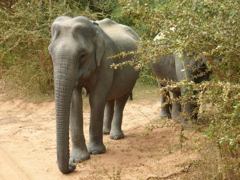 Yala Safaris - Private Tours-蒂瑟默哈拉默必去景点