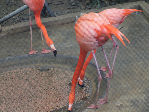 香港动植物公园-香港必去景点