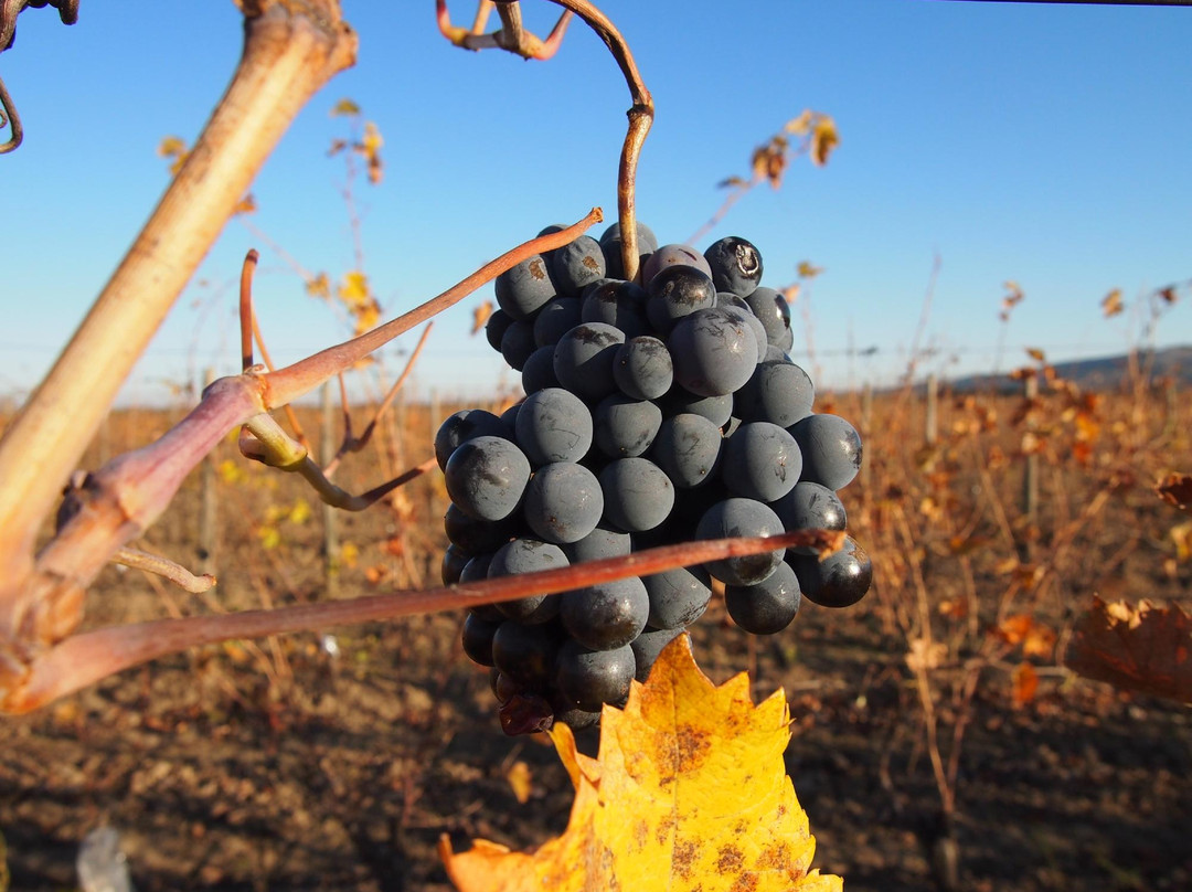 Erasmo-San Javier必去景点