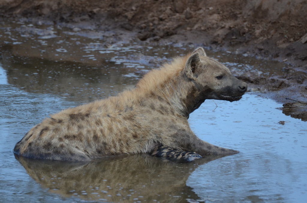 Siyafunda Wildlife & Conservation-霍德斯普鲁特必去景点