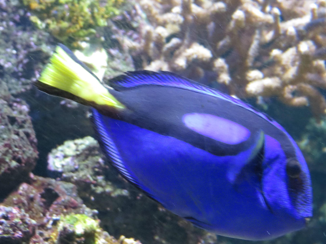 Sea Life Blackpool-黑潭必去景点