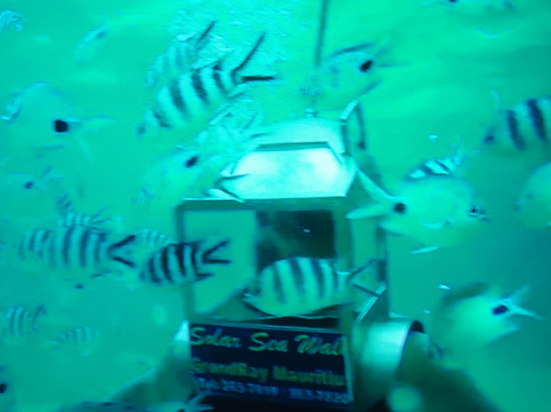 Solar Sea Walk (Undersea Walk Ltd)-大湾必去景点