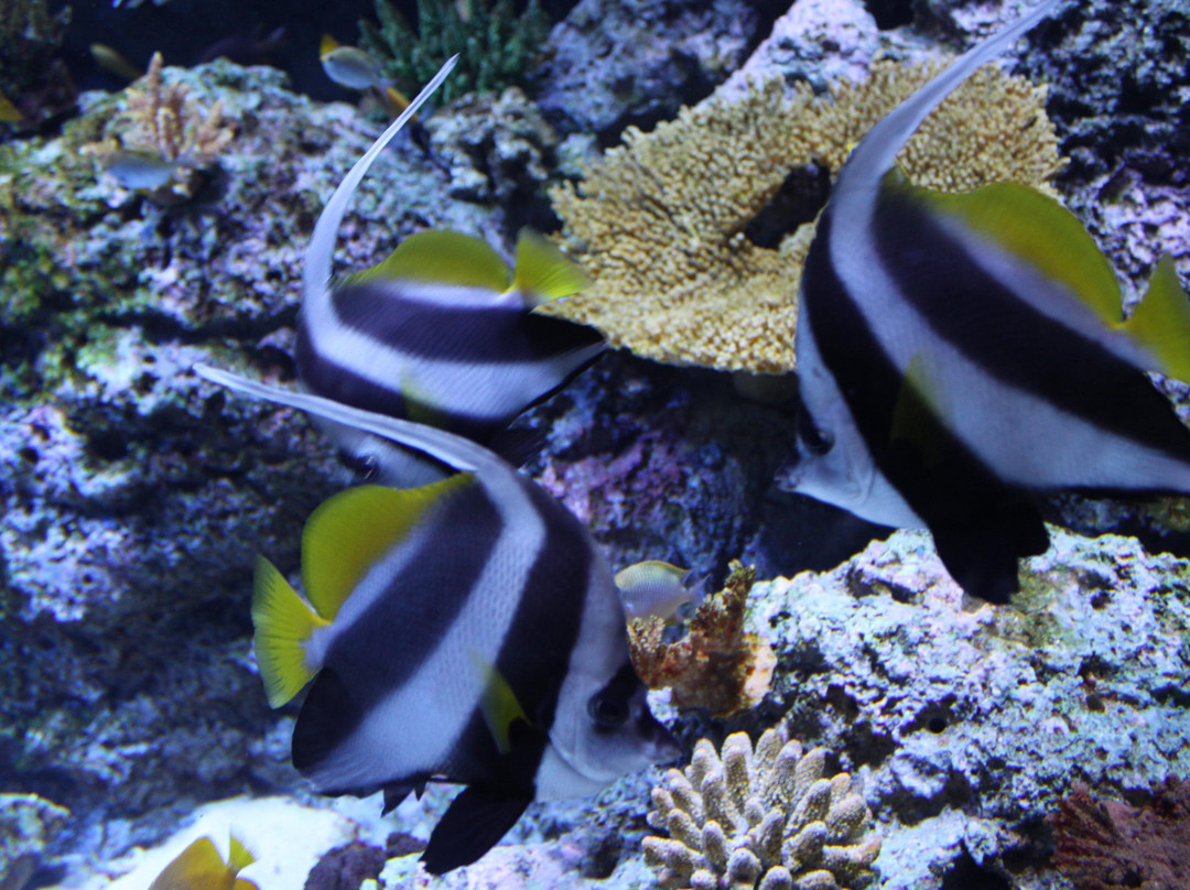 海洋生物园-圣淘沙岛必去景点