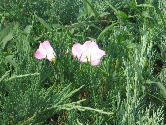 朝阳公园-北京市必去景点