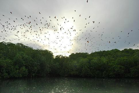 Semporna Proboscis River Cruise-仙本那必去景点