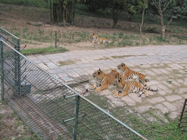 深圳野生动物园-深圳市必去景点