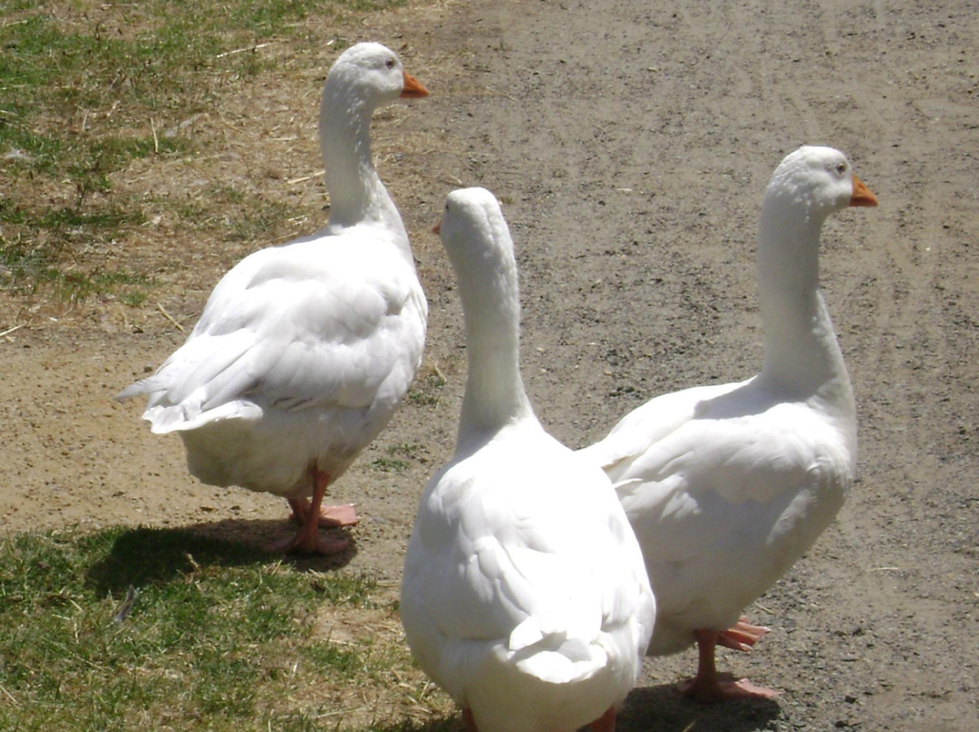 缪纳农场-墨尔本必去景点