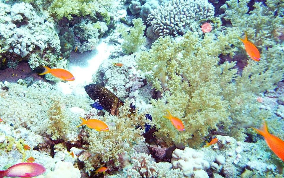 Jackson Reef-红海和西奈半岛必去景点