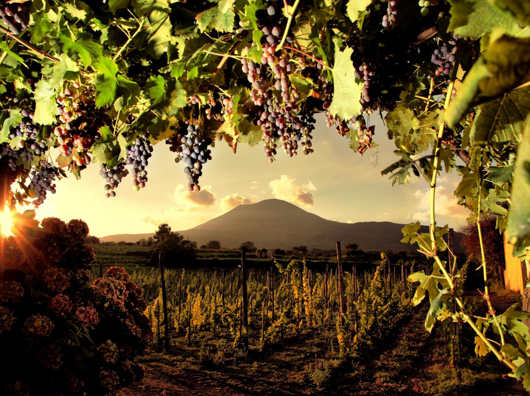 Sorrentino Winery-Boscotrecase必去景点