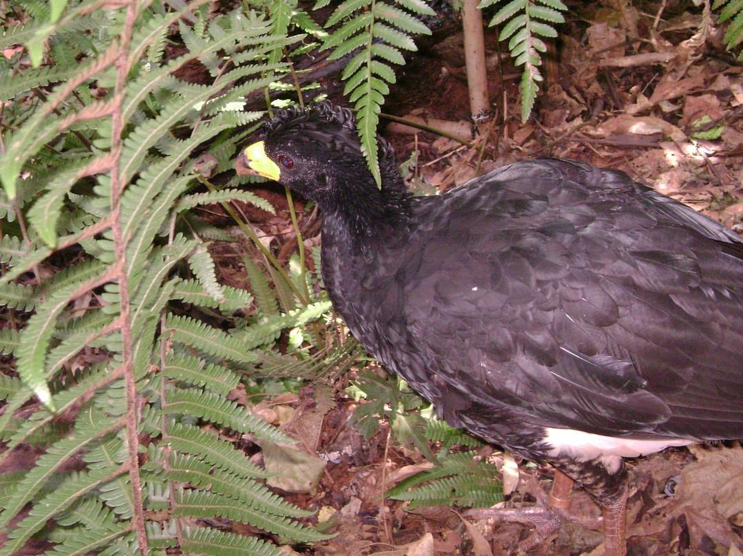 Parque das Aves-伊瓜苏必去景点