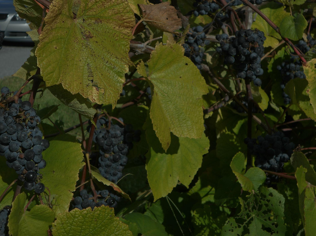 Naked Mountain Winery & Vineyards-Markham必去景点