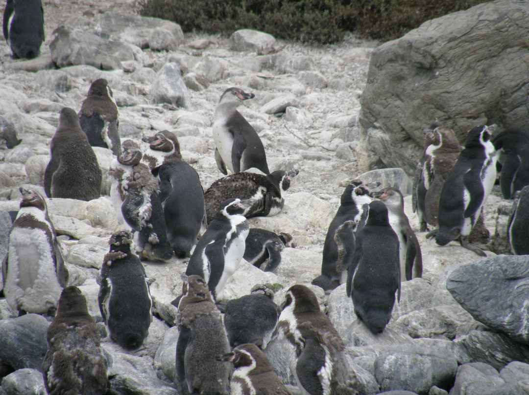 Isla Damas-拉塞雷纳必去景点