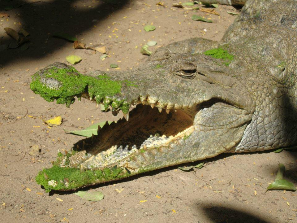 Kachikally Crocodile Pool景点图片