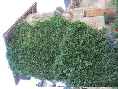 Turm Johanni景点图片