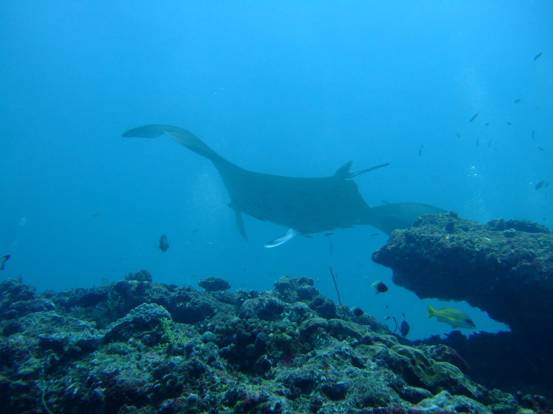 Manta Point-登巴萨必去景点
