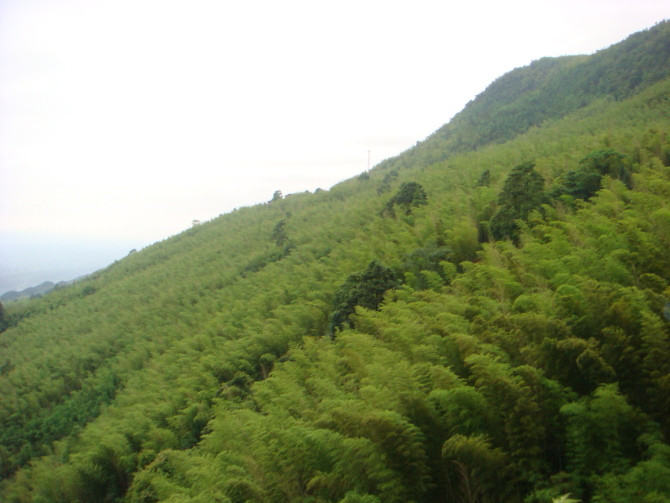 茶山竹海景点图片