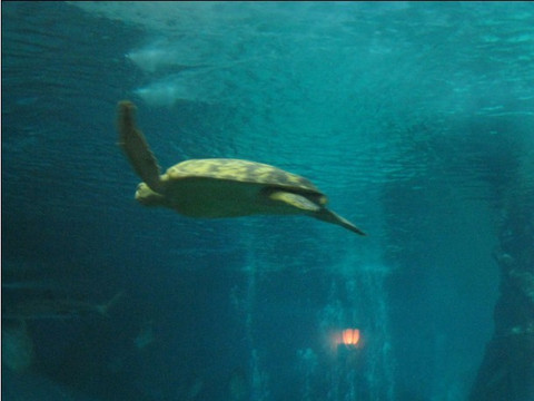 太平洋海底世界博览馆-北京市必去景点