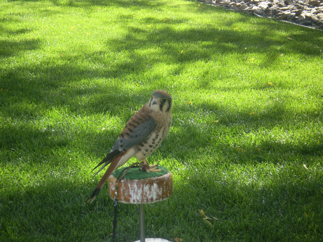 World Center For Birds of Prey-博伊西必去景点