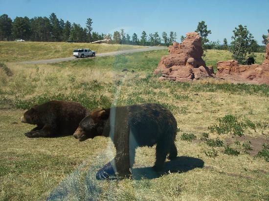 Bear Country USA-拉皮德城必去景点