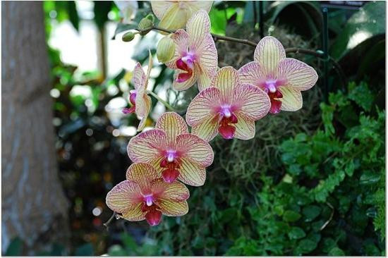 Lewis Ginter Botanical Garden-里士满必去景点