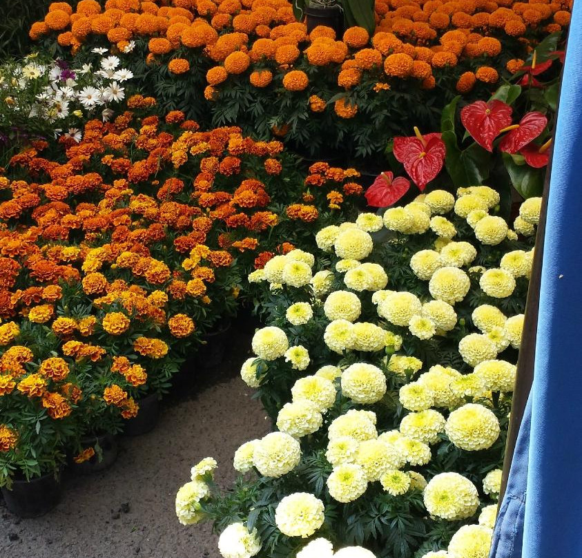 Mercado de Flores-墨西哥城必去景点