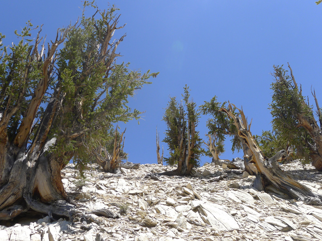 狐尾松古森林-毕晓普必去景点