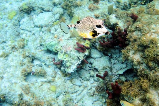 Spring Bay-维京果岛必去景点