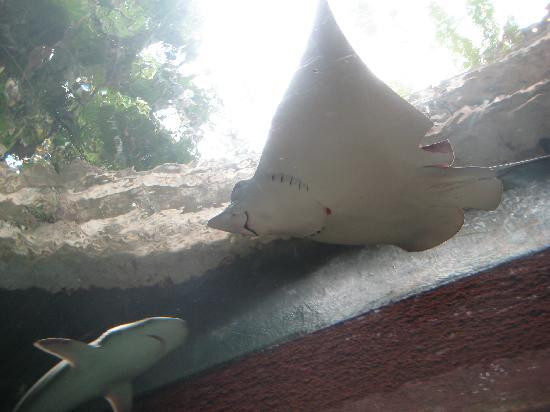 达拉斯世界水族馆-达拉斯必去景点